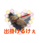 広島弁まぁちゃん（個別スタンプ：13）
