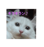 シャル晴明とカール千早vol,2（個別スタンプ：11）