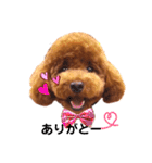 トイプードルのRUMくん（個別スタンプ：5）
