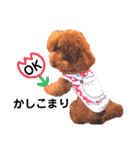トイプードルのRUMくん（個別スタンプ：7）