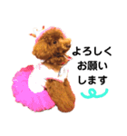 トイプードルのRUMくん（個別スタンプ：8）