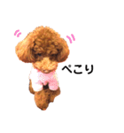 トイプードルのRUMくん（個別スタンプ：9）