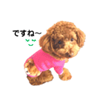 トイプードルのRUMくん（個別スタンプ：12）