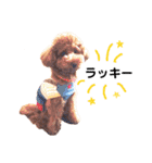 トイプードルのRUMくん（個別スタンプ：16）