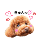 トイプードルのRUMくん（個別スタンプ：17）