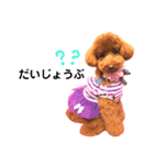 トイプードルのRUMくん（個別スタンプ：28）