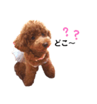 トイプードルのRUMくん（個別スタンプ：30）