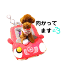トイプードルのRUMくん（個別スタンプ：31）