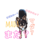 チワワのROYスタンプ（個別スタンプ：1）