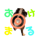 チワワのROYスタンプ（個別スタンプ：4）