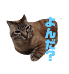 橋本家のネコ三兄弟（個別スタンプ：2）