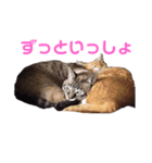 橋本家のネコ三兄弟（個別スタンプ：6）