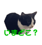 橋本家のネコ三兄弟（個別スタンプ：7）