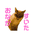 橋本家のネコ三兄弟（個別スタンプ：8）