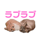 橋本家のネコ三兄弟（個別スタンプ：9）