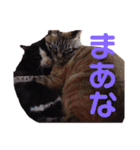 橋本家のネコ三兄弟（個別スタンプ：13）