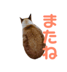 橋本家のネコ三兄弟（個別スタンプ：16）