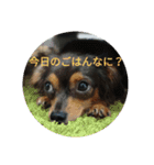 チワックスのミートくん！①（個別スタンプ：2）