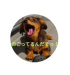 チワックスのミートくん！①（個別スタンプ：6）