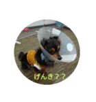 チワックスのミートくん！①（個別スタンプ：10）