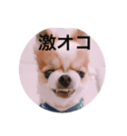 Chihuahua SOYKURU（個別スタンプ：1）