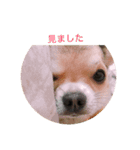 Chihuahua SOYKURU（個別スタンプ：2）