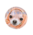 Chihuahua SOYKURU（個別スタンプ：3）