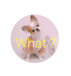 Chihuahua SOYKURU（個別スタンプ：4）