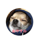 Chihuahua SOYKURU（個別スタンプ：5）