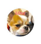 Chihuahua SOYKURU（個別スタンプ：6）