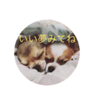 Chihuahua SOYKURU（個別スタンプ：7）