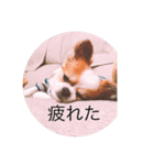 Chihuahua SOYKURU（個別スタンプ：8）