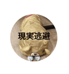 Chihuahua SOYKURU（個別スタンプ：9）