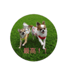 Chihuahua SOYKURU（個別スタンプ：10）