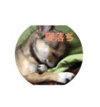 Chihuahua SOYKURU（個別スタンプ：11）