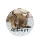 Chihuahua SOYKURU（個別スタンプ：12）