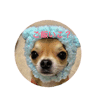 Chihuahua SOYKURU（個別スタンプ：13）