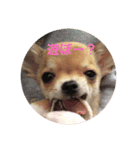 Chihuahua SOYKURU（個別スタンプ：14）