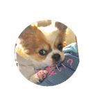 Chihuahua SOYKURU（個別スタンプ：15）