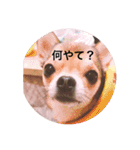 Chihuahua SOYKURU（個別スタンプ：16）