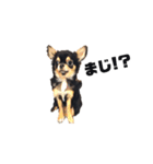 チワワブラックタン、ロンちゃんの日常2（個別スタンプ：9）