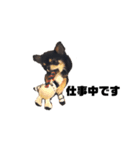 チワワブラックタン、ロンちゃんの日常2（個別スタンプ：21）