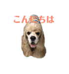 アメコカFuuta②（個別スタンプ：6）