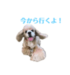 アメコカFuuta②（個別スタンプ：8）