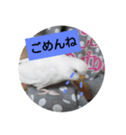 チロの感情（個別スタンプ：2）