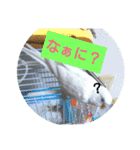 チロの感情（個別スタンプ：3）