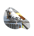 チロの感情（個別スタンプ：4）