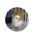 チロの感情（個別スタンプ：8）