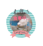 チロの感情（個別スタンプ：10）