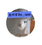チロの感情（個別スタンプ：11）